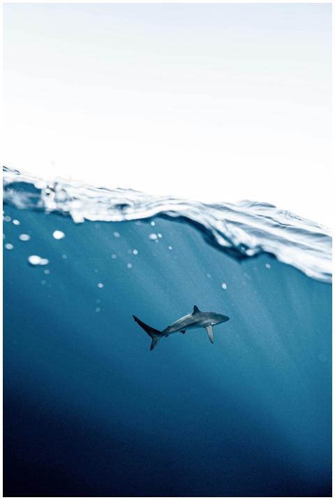 Captured moment of a shark swimming beneath the su