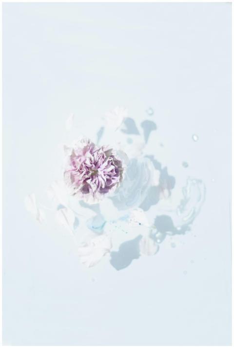 Soft lilac flower floating on a calm, minimalist b