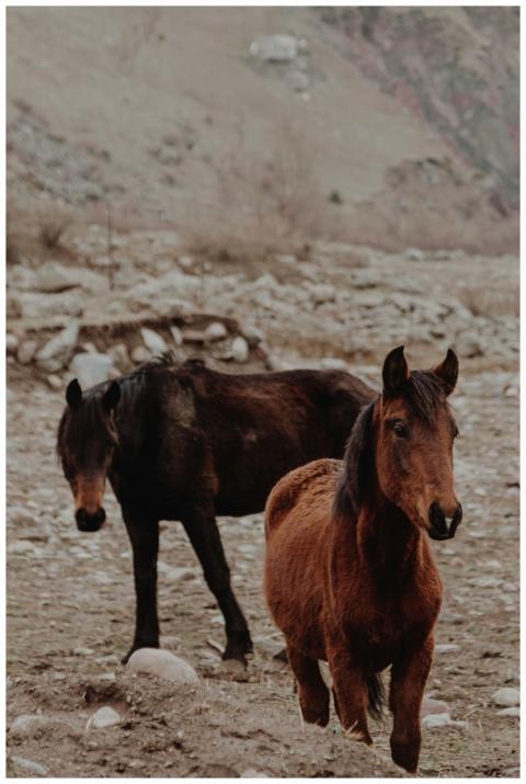 Two wild horses walking through a rugged desert te