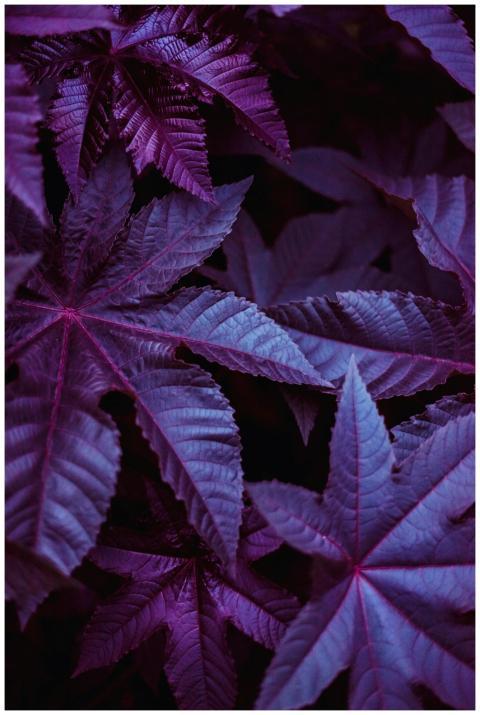 Close-up of vibrant purple leaves in a forest sett