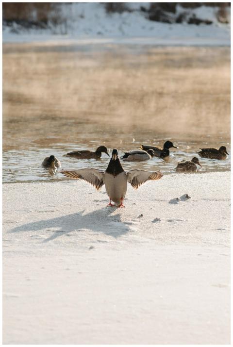 A group of ducks swimming in a partially frozen la