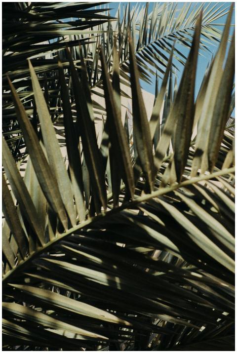 Detailed view of palm leaves basking in sunlight,