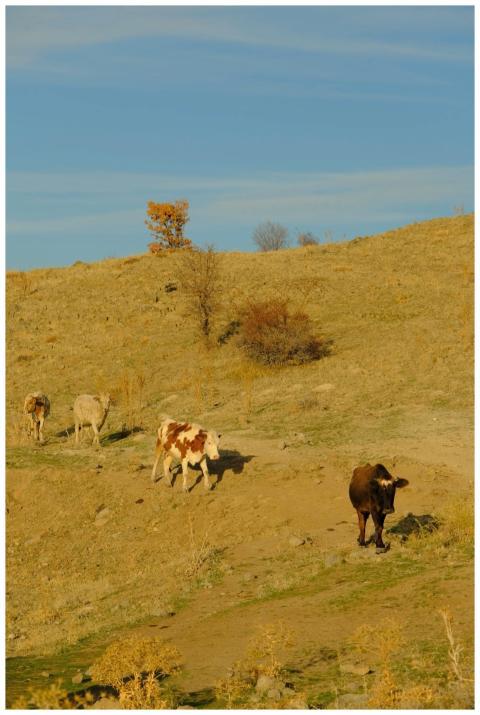 Cattle Grazing Sunny Hillside