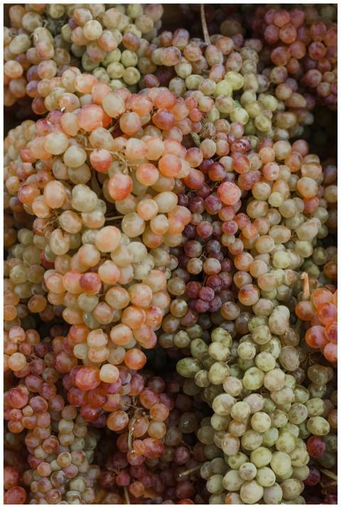 A close-up view of fresh, organic grapes in variou