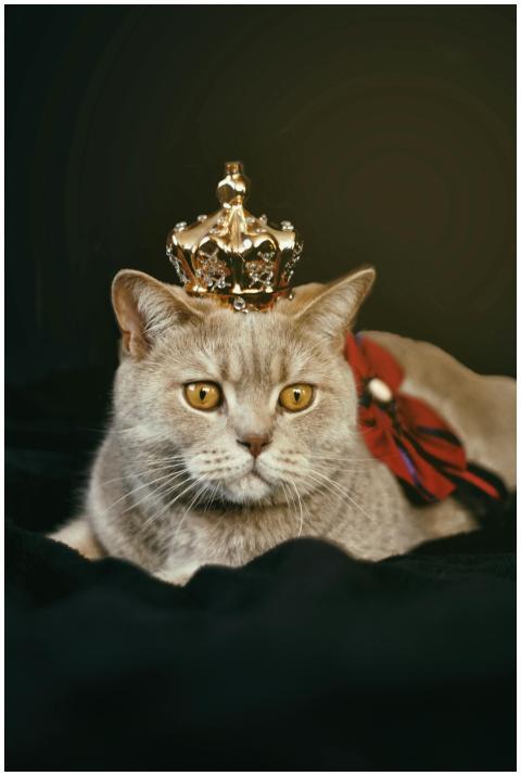 Charming British Shorthair cat wearing a crown, ex
