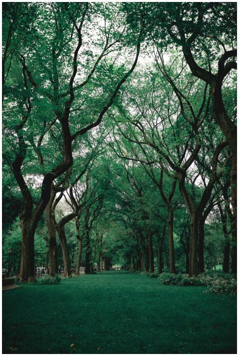 Lush green trees arch over a serene park pathway,