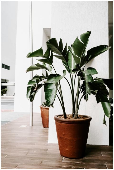 Lush potted plants enhancing minimalist indoor dec