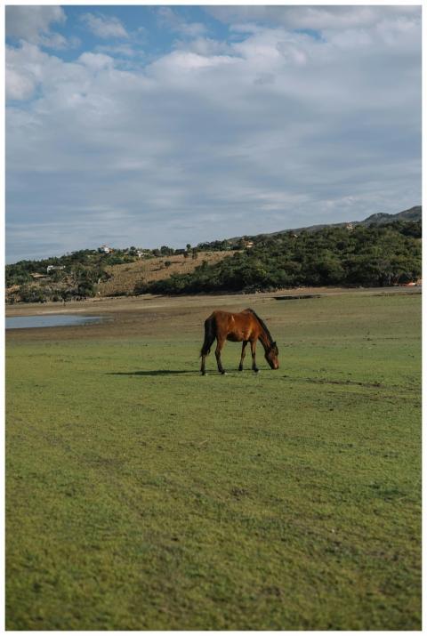 Brown horse peacefully grazing in a vast green fie