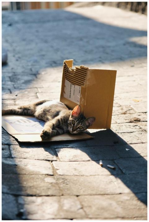 A stray cat enjoying a sunny day on a pavement in
