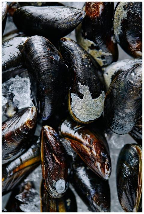 Closeup of fresh raw mussels on ice, ideal for sea