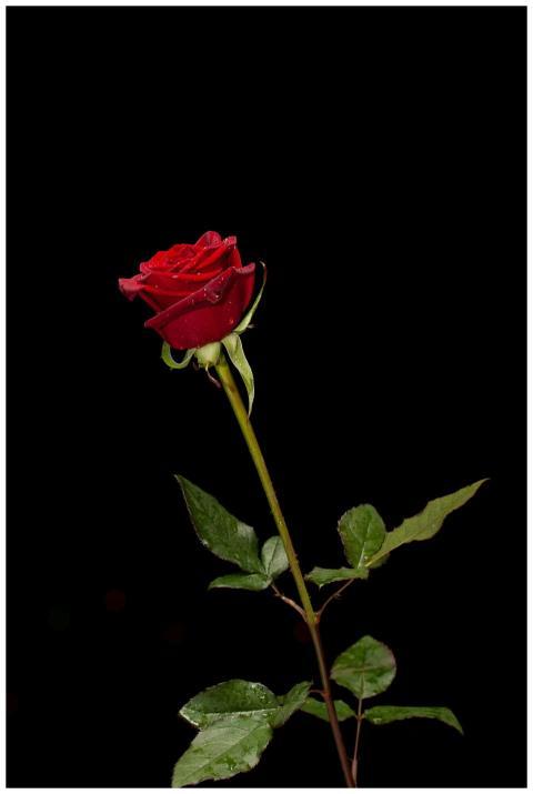 A vibrant red rose with dewdrops against a black b
