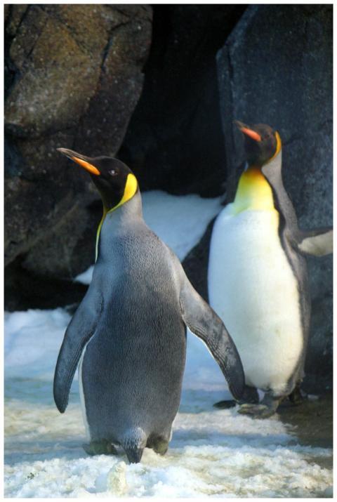 Two Emperor penguins standing on icy terrain, show
