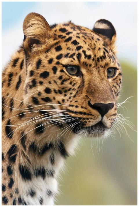 A captivating close-up of a leopard's face showcas