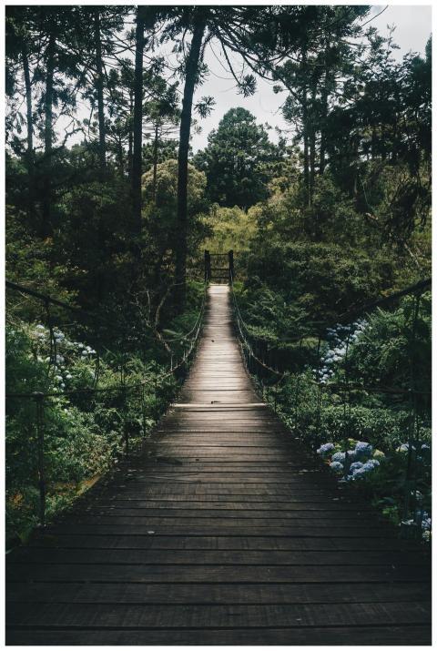 Experience tranquility on a wooden bridge surround