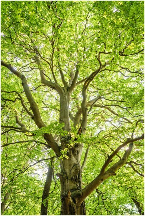 Bright green foliage of a large tree with sunlit b