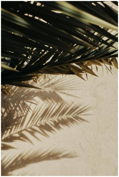 Artistic shadow of palm leaves creating patterns o