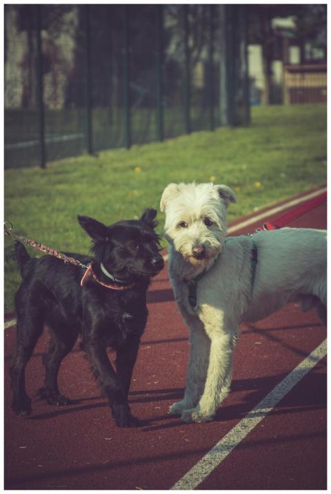 Adorable terriers enjoy a sunny day outdoors, show