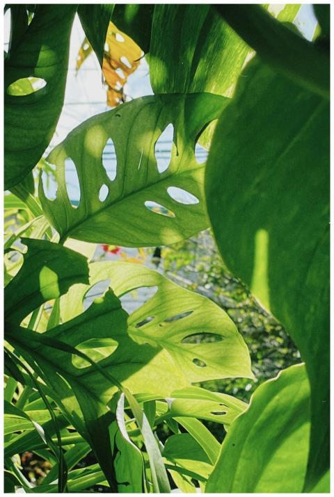Lush Monstera leaves with sunlight filtering throu