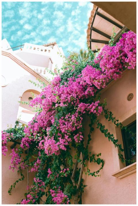 From below of lush gentle exotic great bougainvill