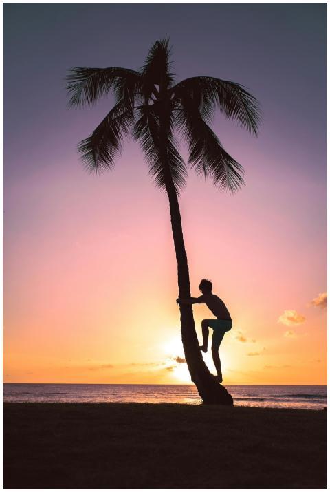 A silhouette of a person climbing a palm tree agai