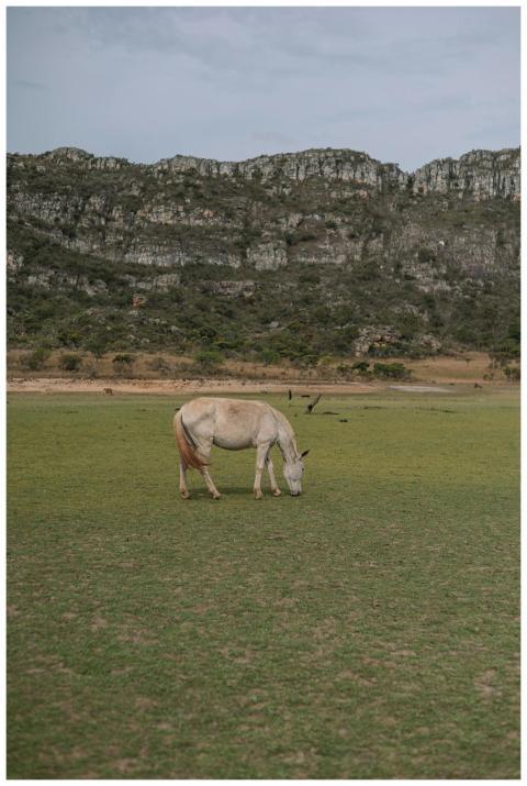 A white horse grazes peacefully on a green field w