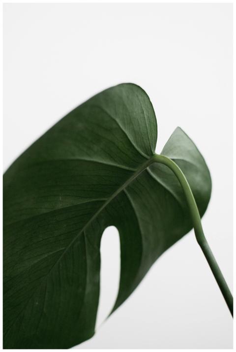 Elegant close-up of a green Monstera leaf on a whi