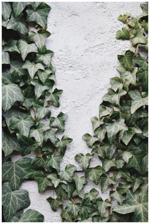 Close-up of lush ivy vines climbing a textured con