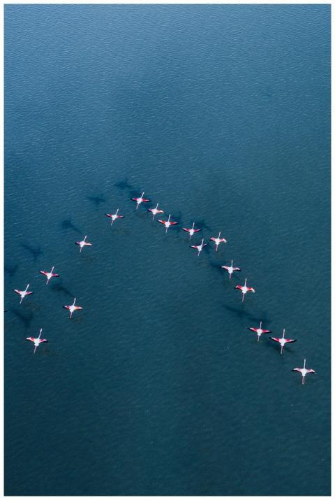 Stunning aerial shot of flamingos in flight over t
