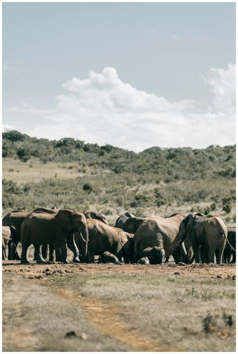 A herd of African elephants in the open South Afri