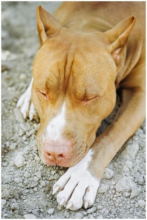 A pitbull dog peacefully sleeping on gravel, showc