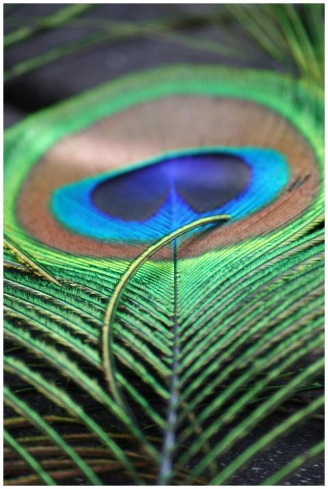 A striking close-up of a peacock feather showcasin