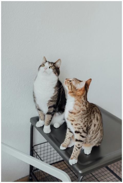 Two tabby cats sitting on a table indoors, gazing
