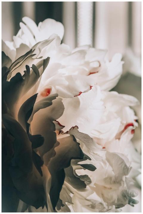 Elegant white peony with intricate petals captured