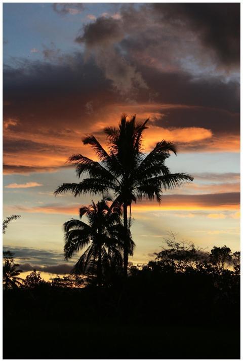Beautiful silhouette of palm trees against a vibra