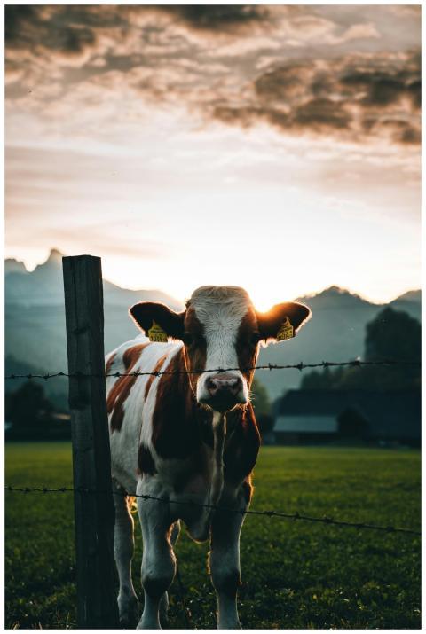 A dairy cow behind a barbed wire fence at sunset w