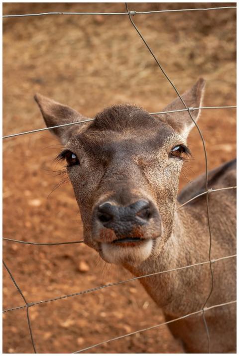 A deer peers curiously through a wire fence at a n
