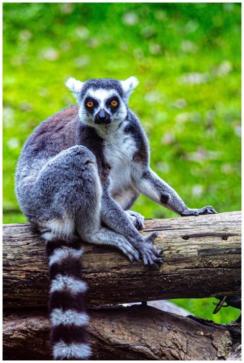 Ring Tailed Lemur Posing