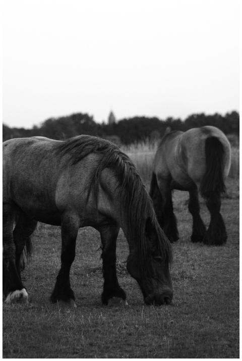 Two horses grazing peacefully in a black and white