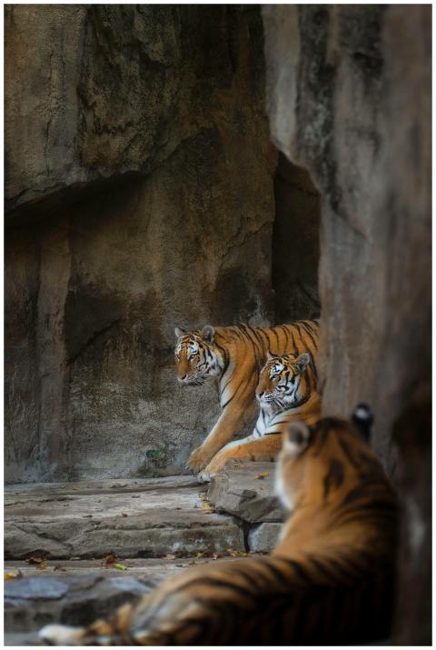 Three tigers lounging on rocks, showcasing their n
