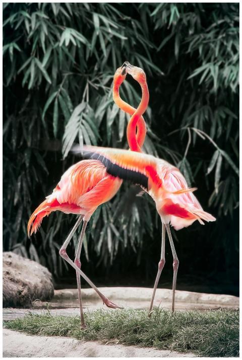 Two flamingos engage in a vibrant courtship ritual