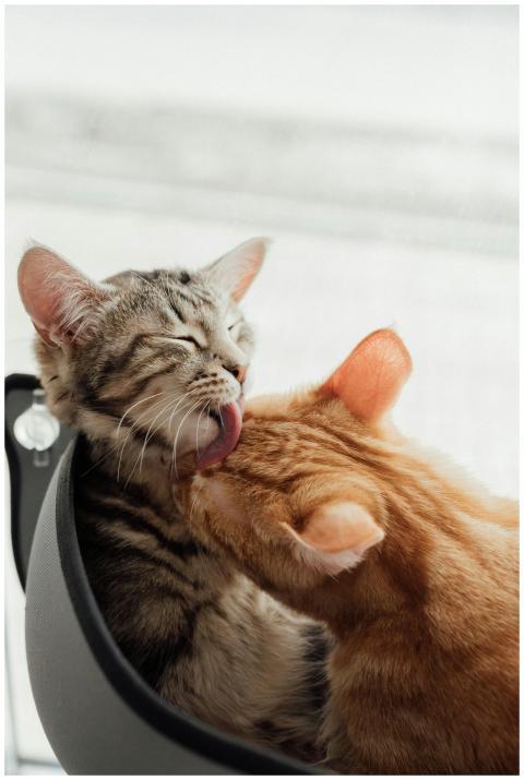 Adorable tabby and ginger kittens grooming each ot