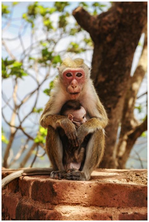 A touching scene of a mother macaque nurturing her