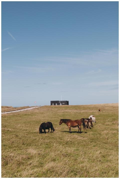 A tranquil scene of horses grazing on an open fiel