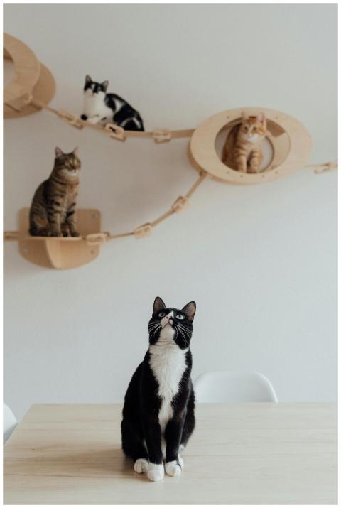 Four cats enjoying a creative wall playground in a