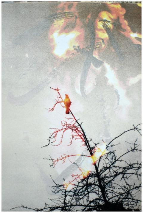 A striking image blending flames and a tree branch