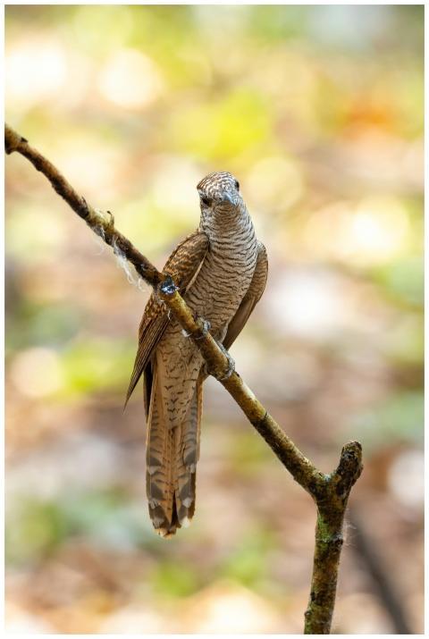 Detailed image of a banded bay cuckoo perched grac