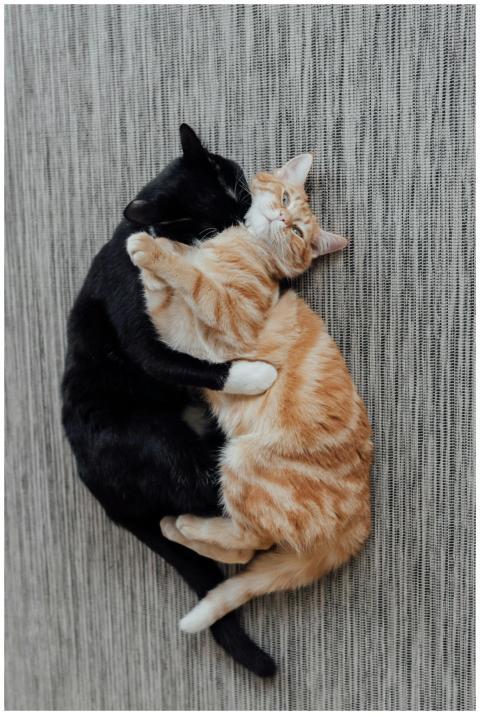 Adorable black and orange cats cuddling together o