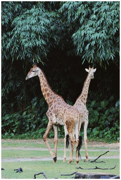 Two giraffes gracefully stand amidst lush greenery
