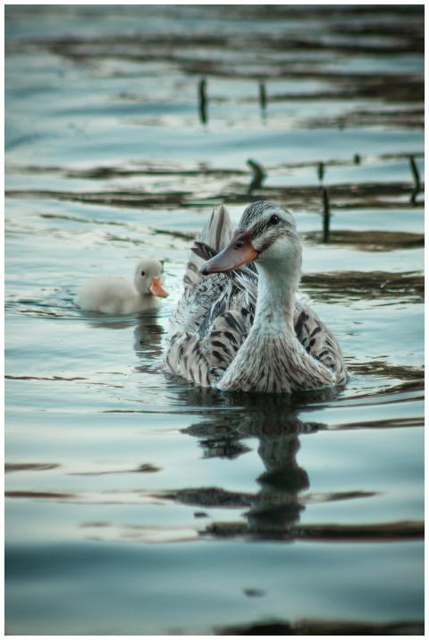 A serene scene of a duck and duckling swimming in