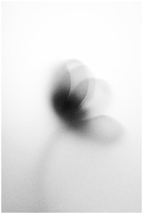 A creative black and white abstract of a floral sh